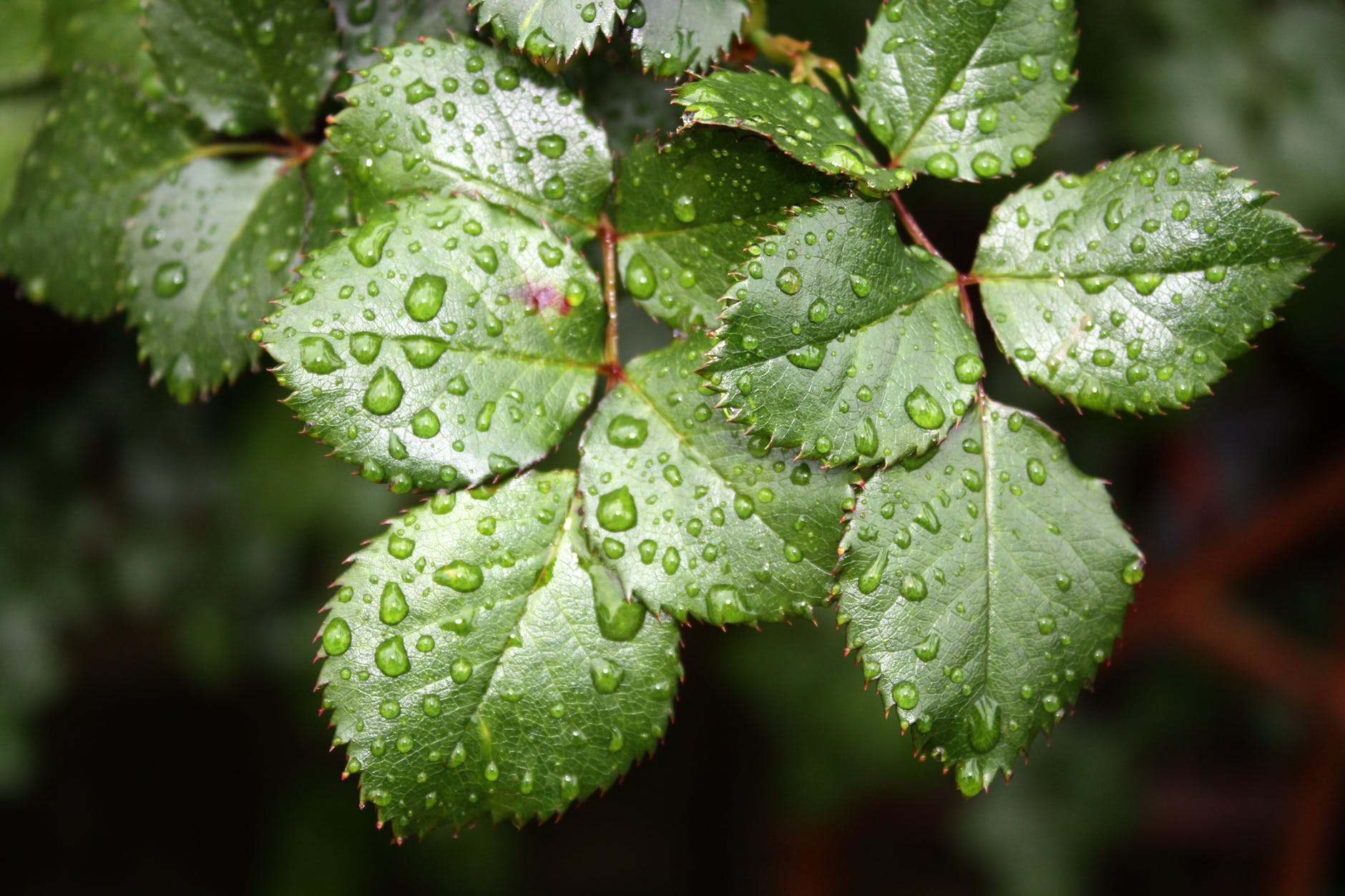 Hojas del rosal: forma, foliolos y qué síntomas revelan