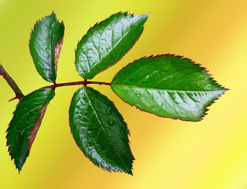Hoja compuesta de rosal con sus cinco foliolos