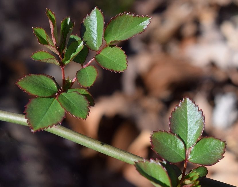 Brotación nueva de rosal con las hojas tiernas rojizas