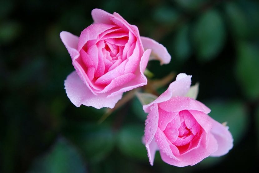 Rosal en flor con varias rosas abiertas