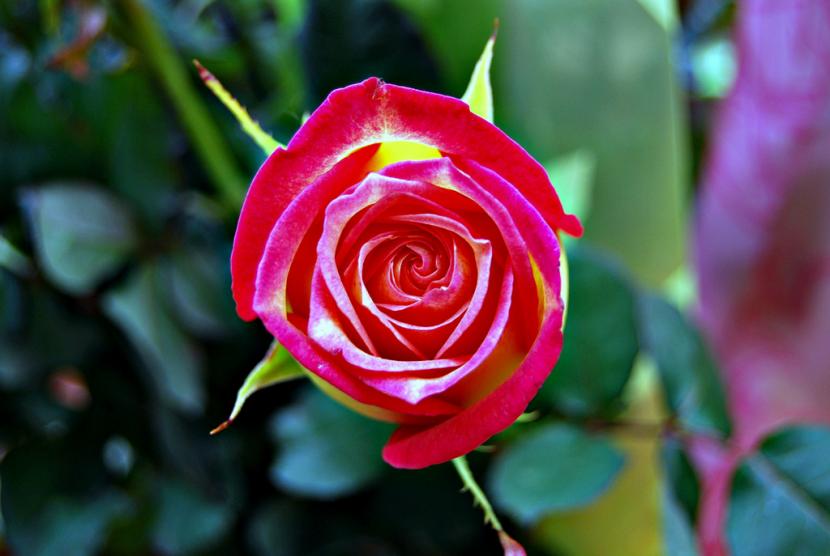 Cómo y cuándo podar las rosas: guía por tipo de rosal