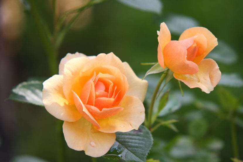 Rosales plantados en un macizo de jardín
