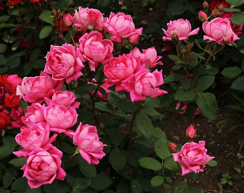 Rosales en flor en un jardín