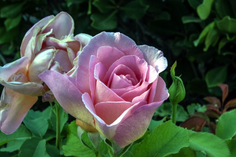 Rosal en flor en un jardín