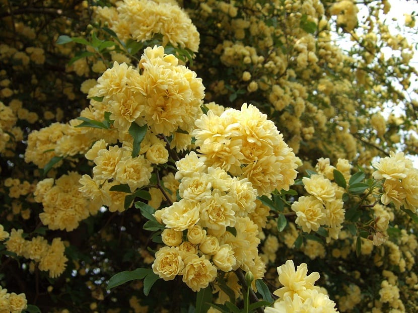 Rosa banksia amarilla en floración