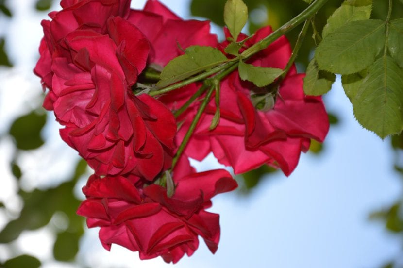 Rosal trepador florecido apoyado sobre una estructura
