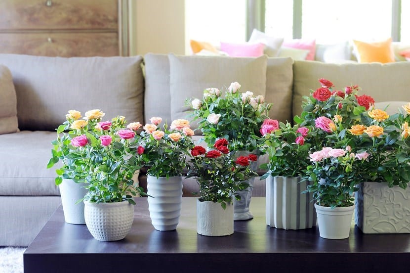 Rosas en macetas: guía completa de cultivo y riego