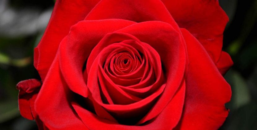 Rosa Freedom de color rojo intenso