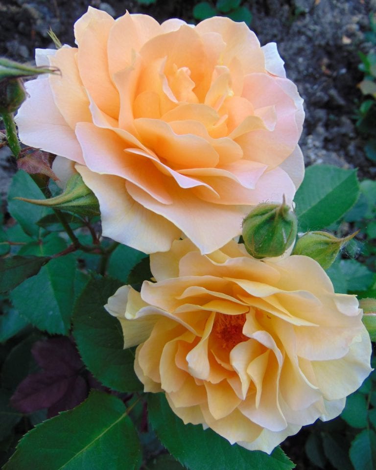 Rosa Honey Perfume de tonos albaricoque