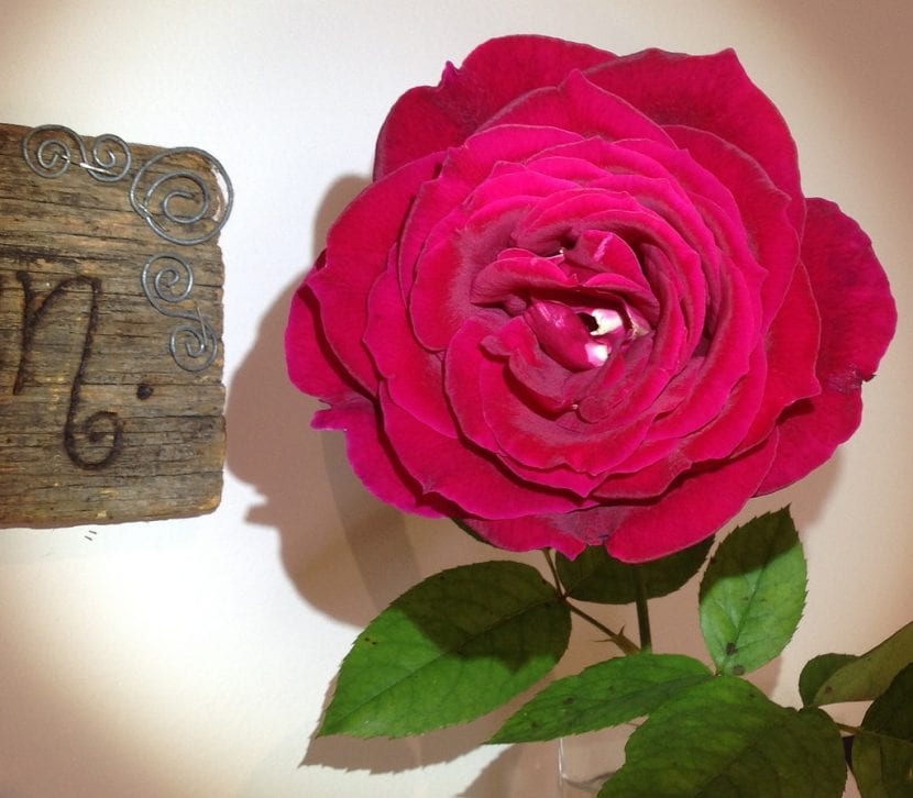 Rosa Mister Lincoln, híbrido de té rojo oscuro