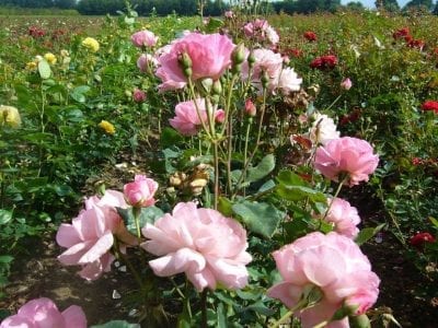 Rosal Queen Elizabeth en flor en un jardín