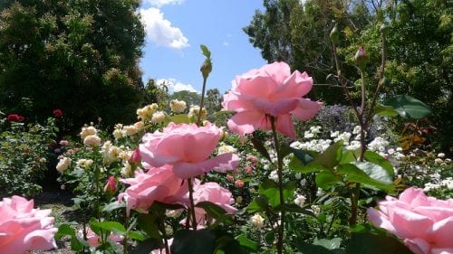 Rosas de color rosa sobre tallos largos