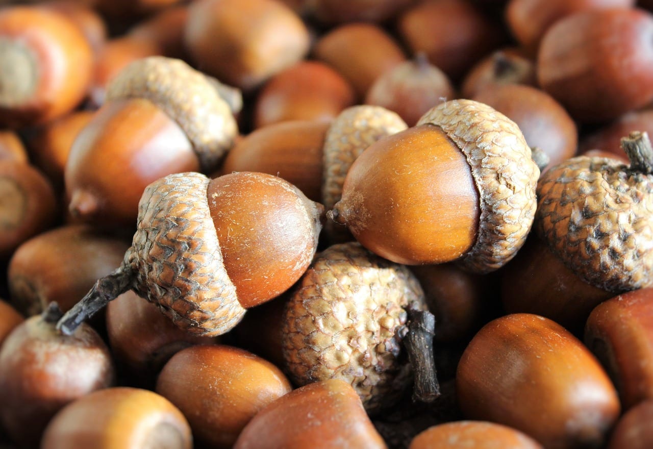 Cómo germinar bellotas de roble y encina paso a paso