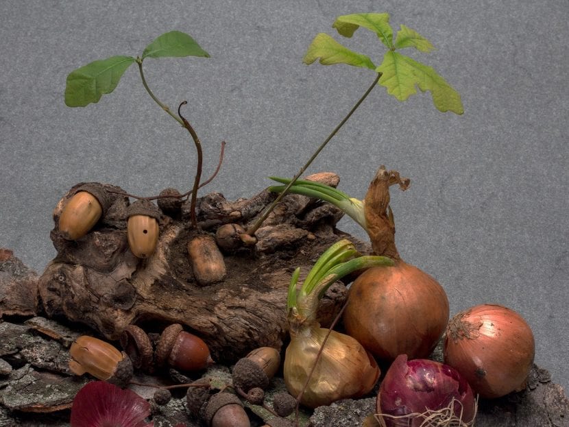 Plántulas de roble germinadas en contenedor
