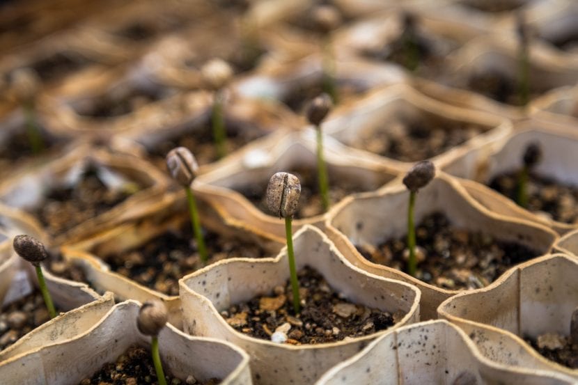 Semillas germinando en un semillero