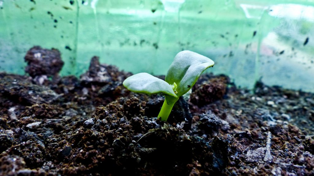 Plántula recién germinada emergiendo del sustrato
