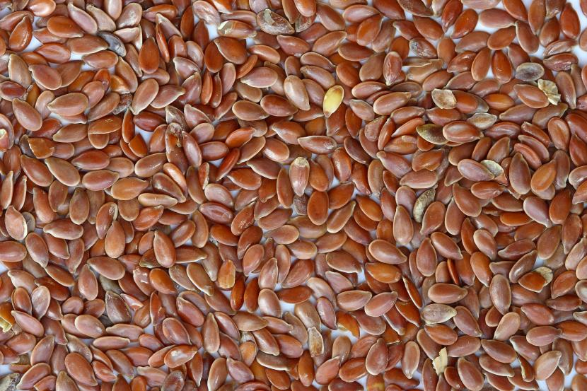 Semillas de distintas especies preparadas para la prueba de germinación