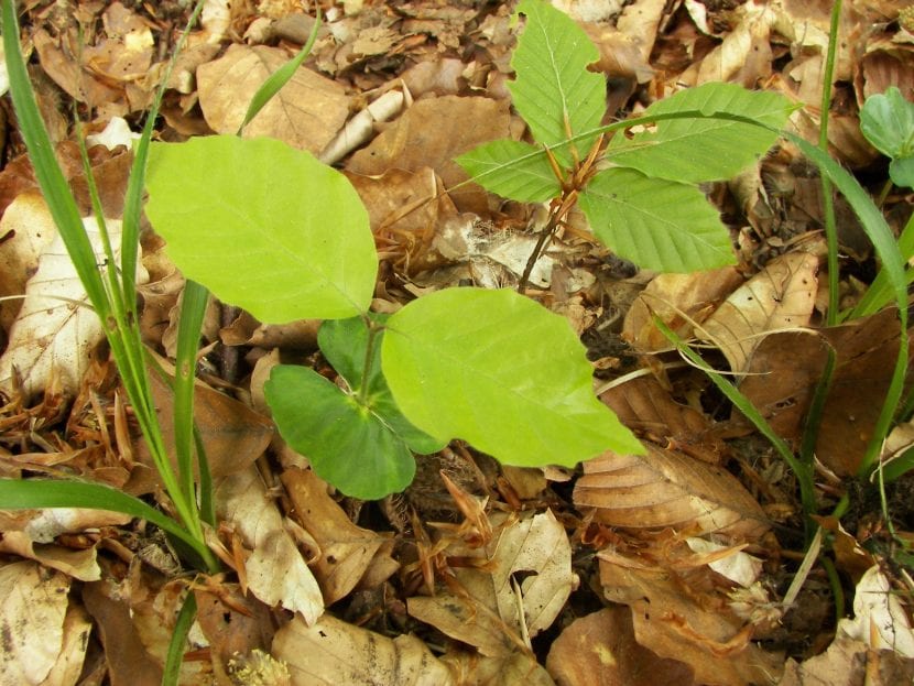 Plántulas de Fagus sylvatica con sus cotiledones