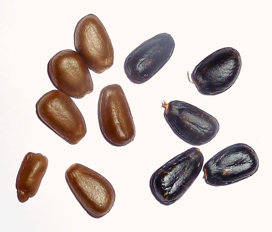 Cómo saber si tus semillas van a germinar antes de sembrar