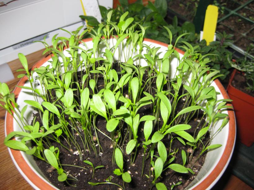 Cómo se siembra el cilantro: guía práctica de siembra