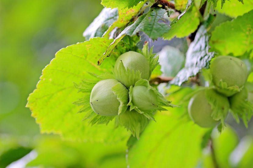 Avellano cargado de frutos en verano