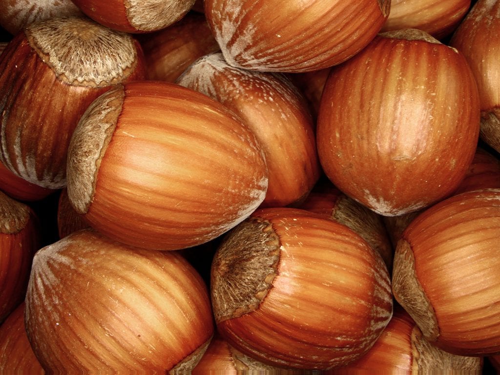 Cómo sembrar el fruto del avellano paso a paso