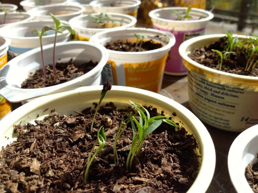 Semillas germinadas en un vaso de yogur reciclado