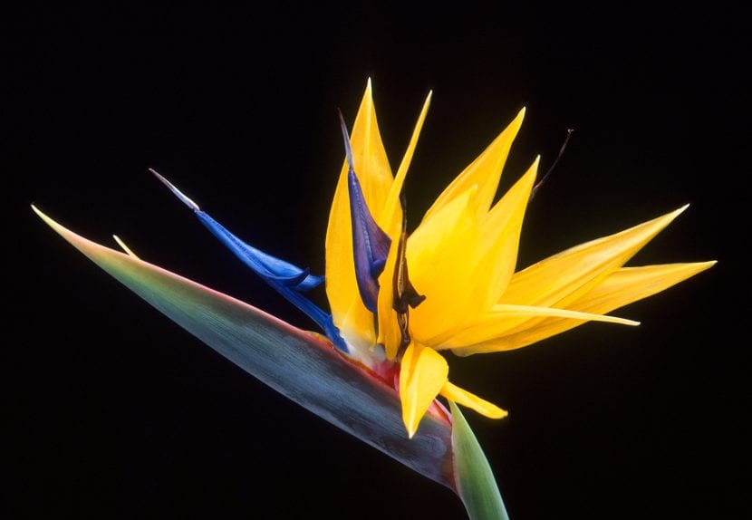 Flor de Strelitzia reginae, el ave del paraíso