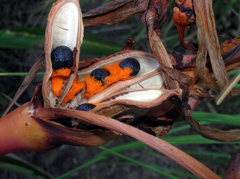 Sembrar semillas de Strelitzia paso a paso