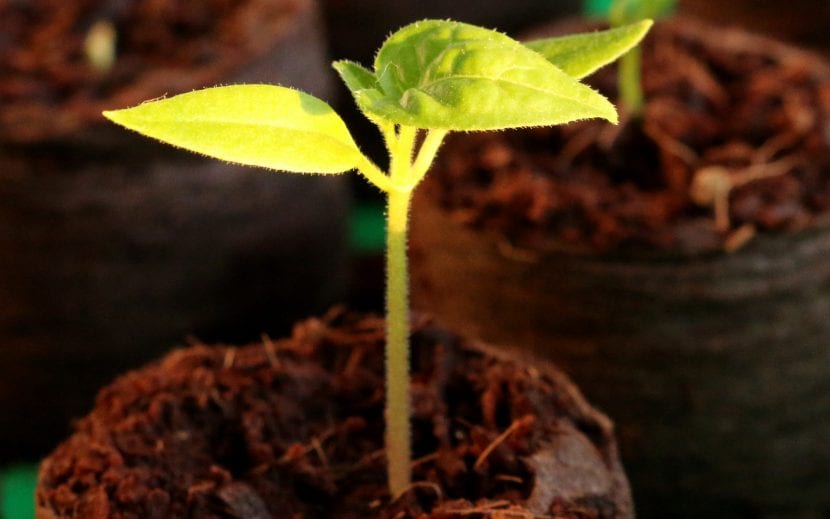 Plantín listo para trasplantar desde el semillero