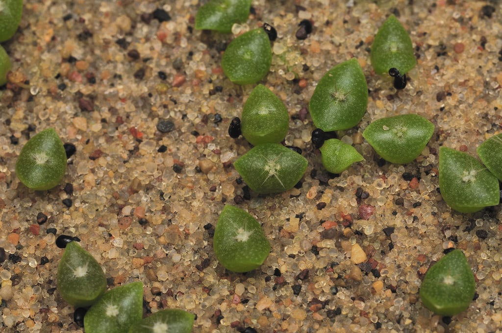 Cuándo sembrar cactus: la época exacta y el método