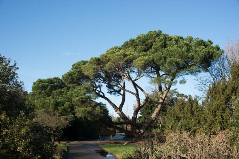 Pino piñonero adulto, Pinus pinea
