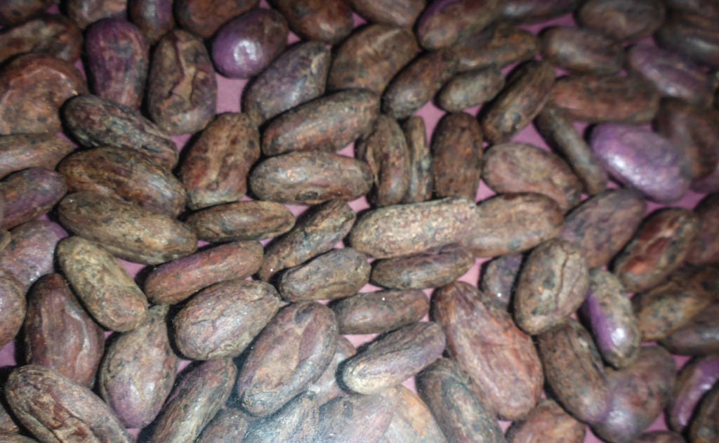 Semillas de cacao: cuándo y cómo sembrarlas con éxito