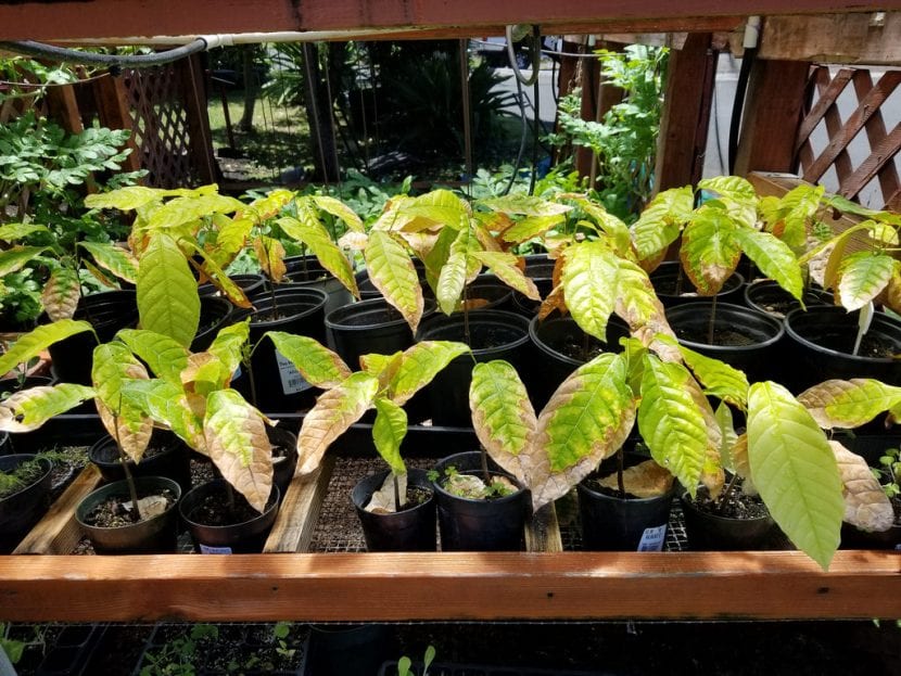 Plántulas jóvenes de cacao con sus primeras hojas
