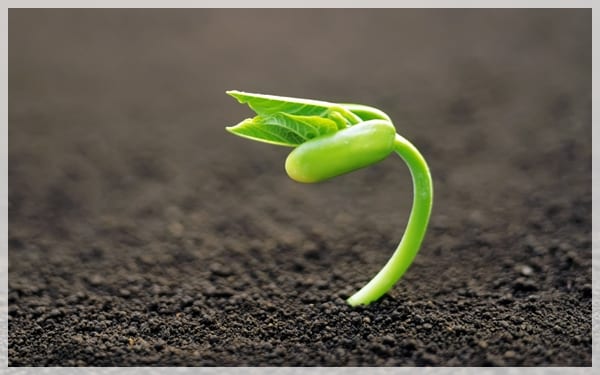 Semilla germinando y emitiendo su primera raíz