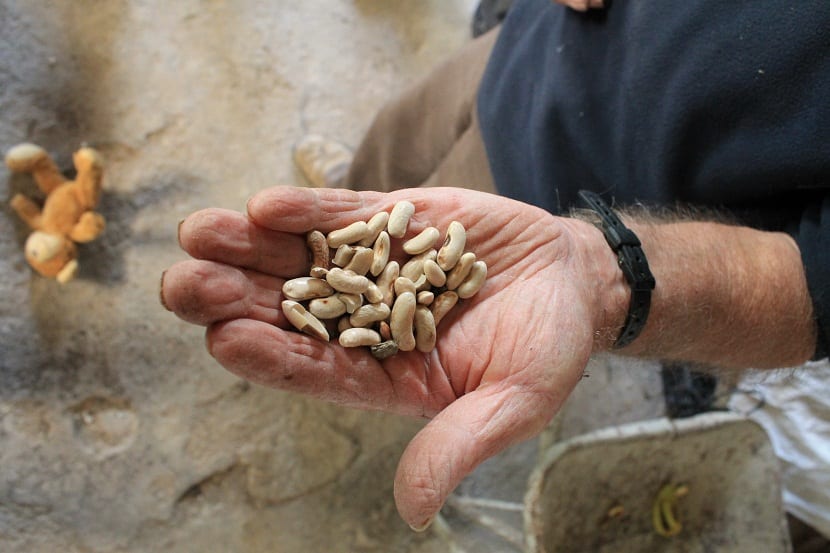 Semillas ecológicas, tratadas y no tratadas: diferencias