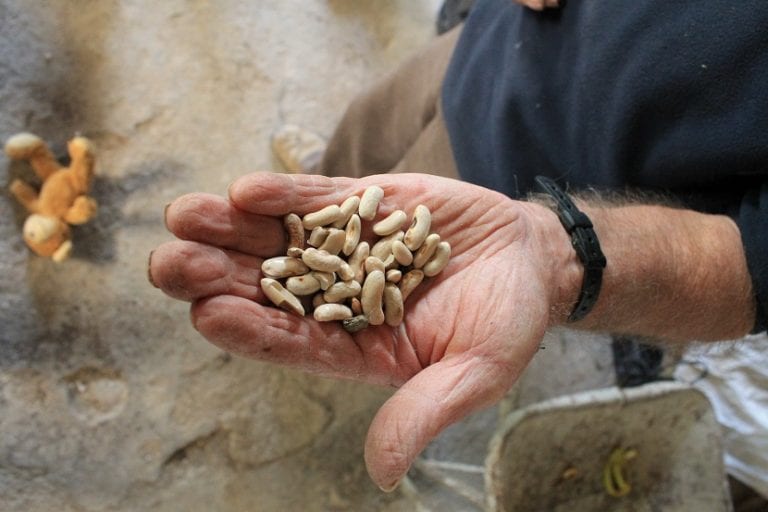 Semillas ecológicas de distintas hortalizas