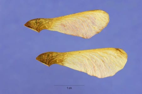 Semillas aladas de arce, especie que requiere estratificación