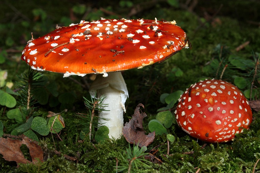 Amanita muscaria con sombrero rojo y verrugas blancas