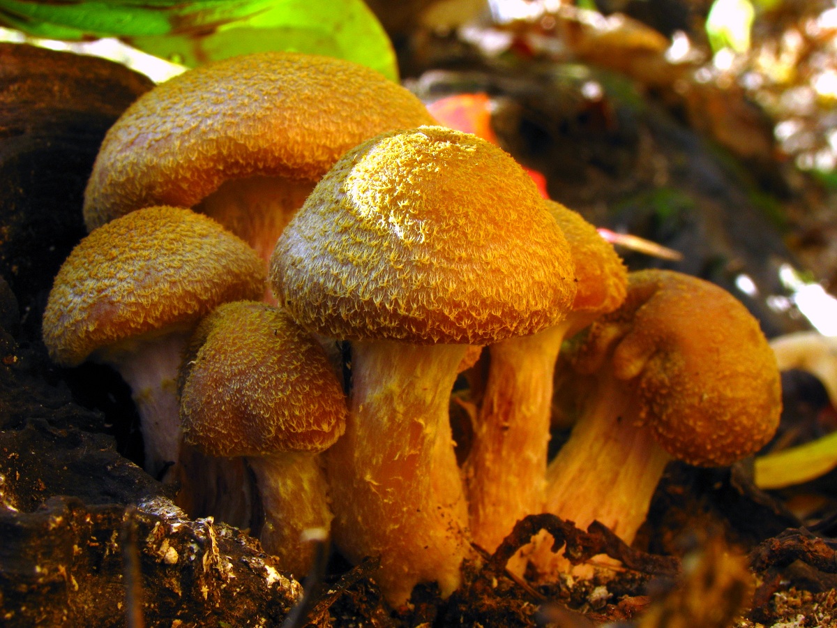 Armillaria gallica: cómo identificarla, hábitat y riesgos