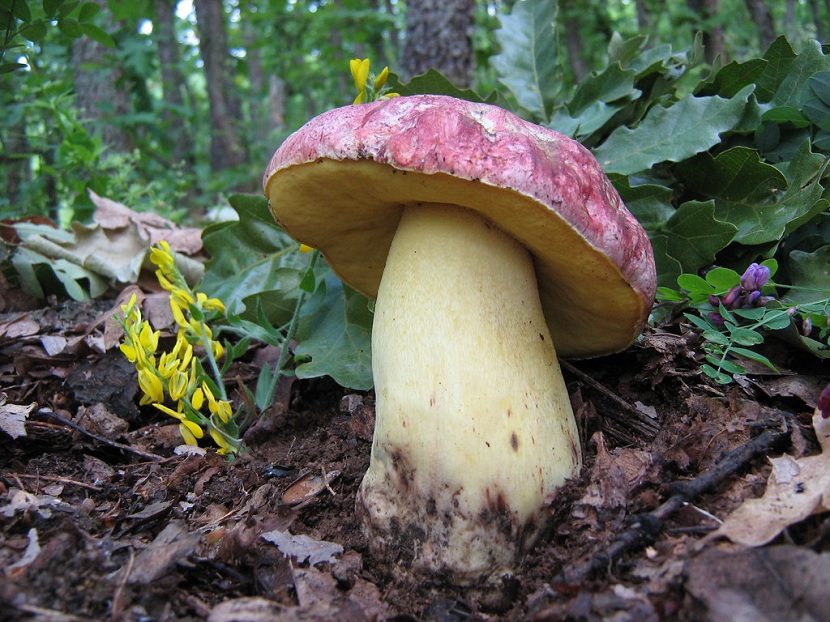 Boletus regius: identificación, hábitat y confusiones tóxicas