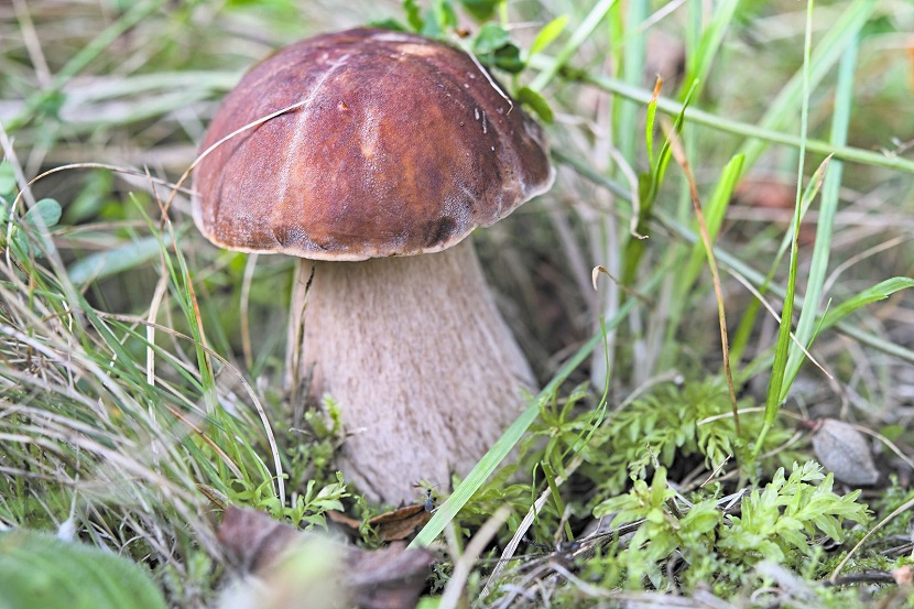 Cómo saber si una seta es comestible: por qué no hay ninguna prueba casera