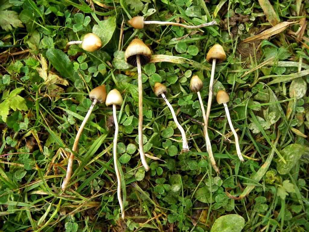 Psilocybe semilanceata: características, hábitat y riesgos