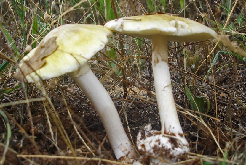 Amanita phalloides, la seta más mortal de Europa