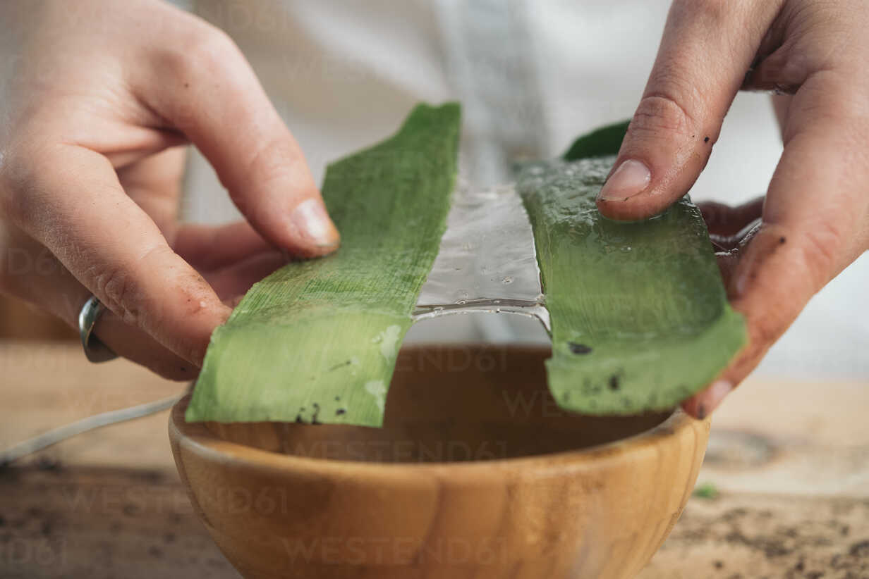 Beneficios del Aloe: La suculenta mágica de la inmortalidad