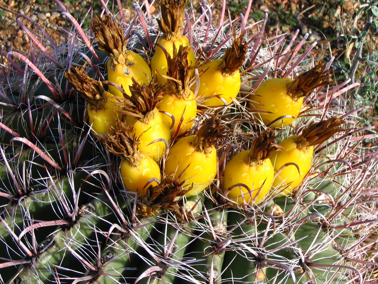 Frutas Cactus barril