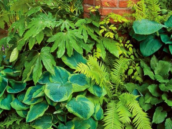 7 hermosas plantas que crecen a la sombra – Guía de jardín