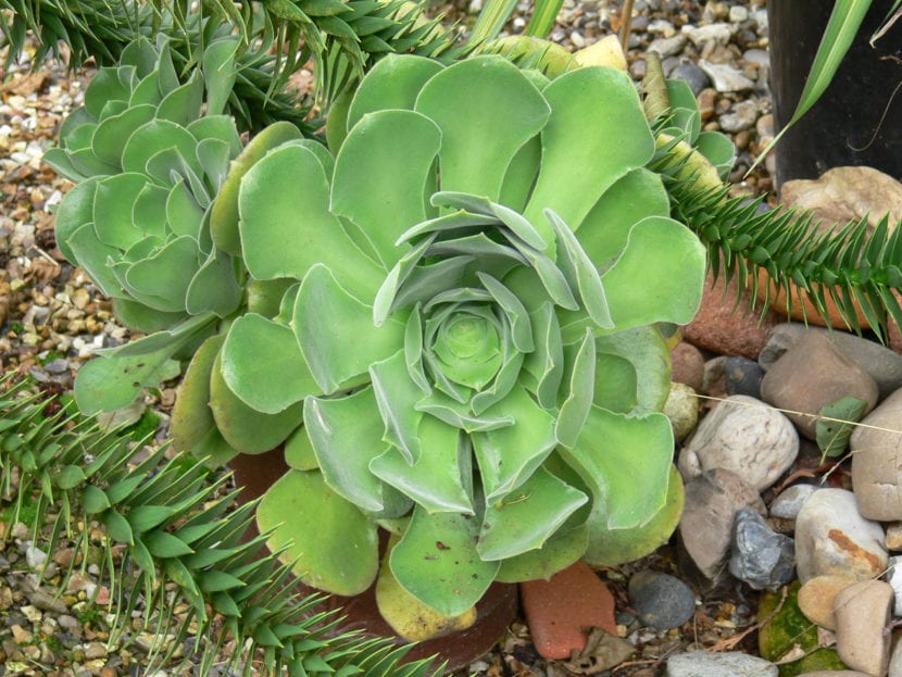 Roseta de Aeonium canariense con hojas verdes espatuladas
