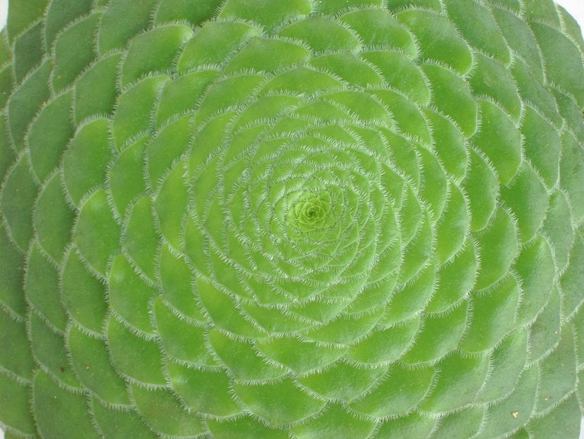 Roseta plana de Aeonium tabuliforme creciendo sobre roca