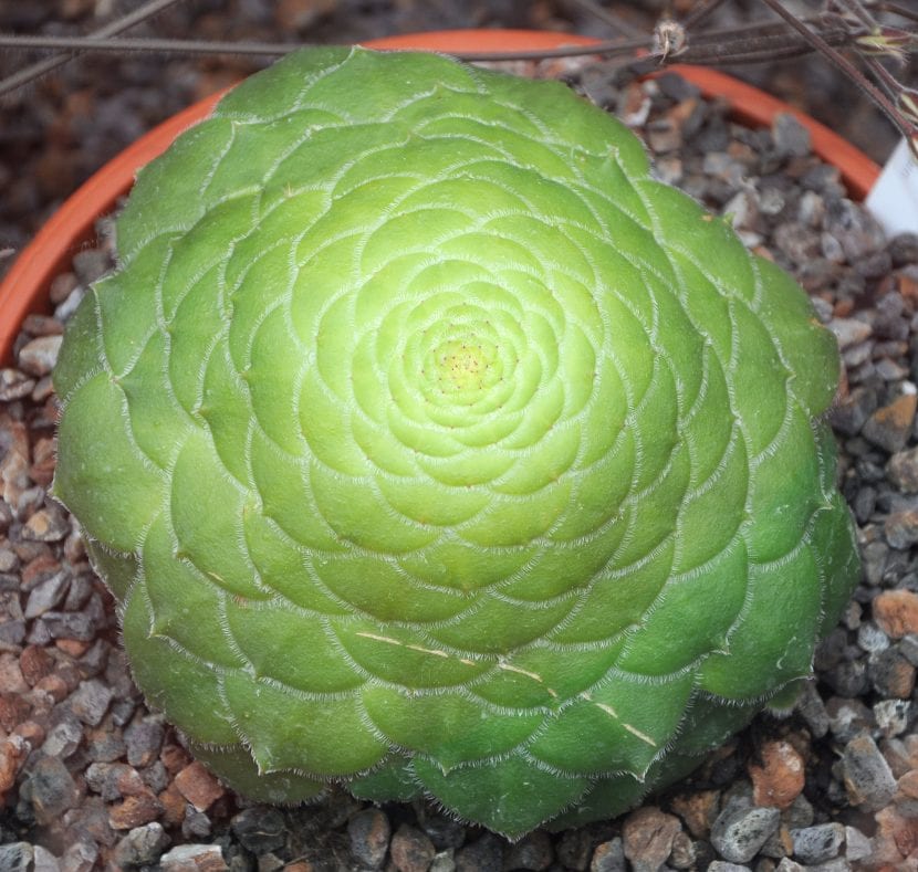 Aeonium tabuliforme cultivado en maceta ancha
